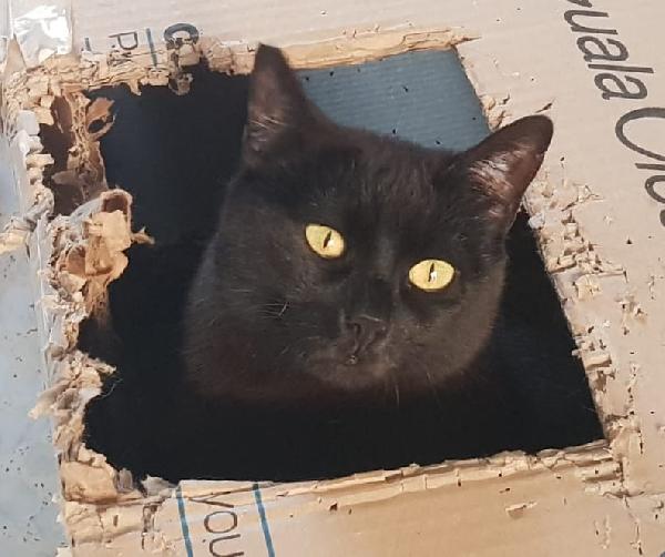 Siria, Nera Elegante E Molto Affettuosa